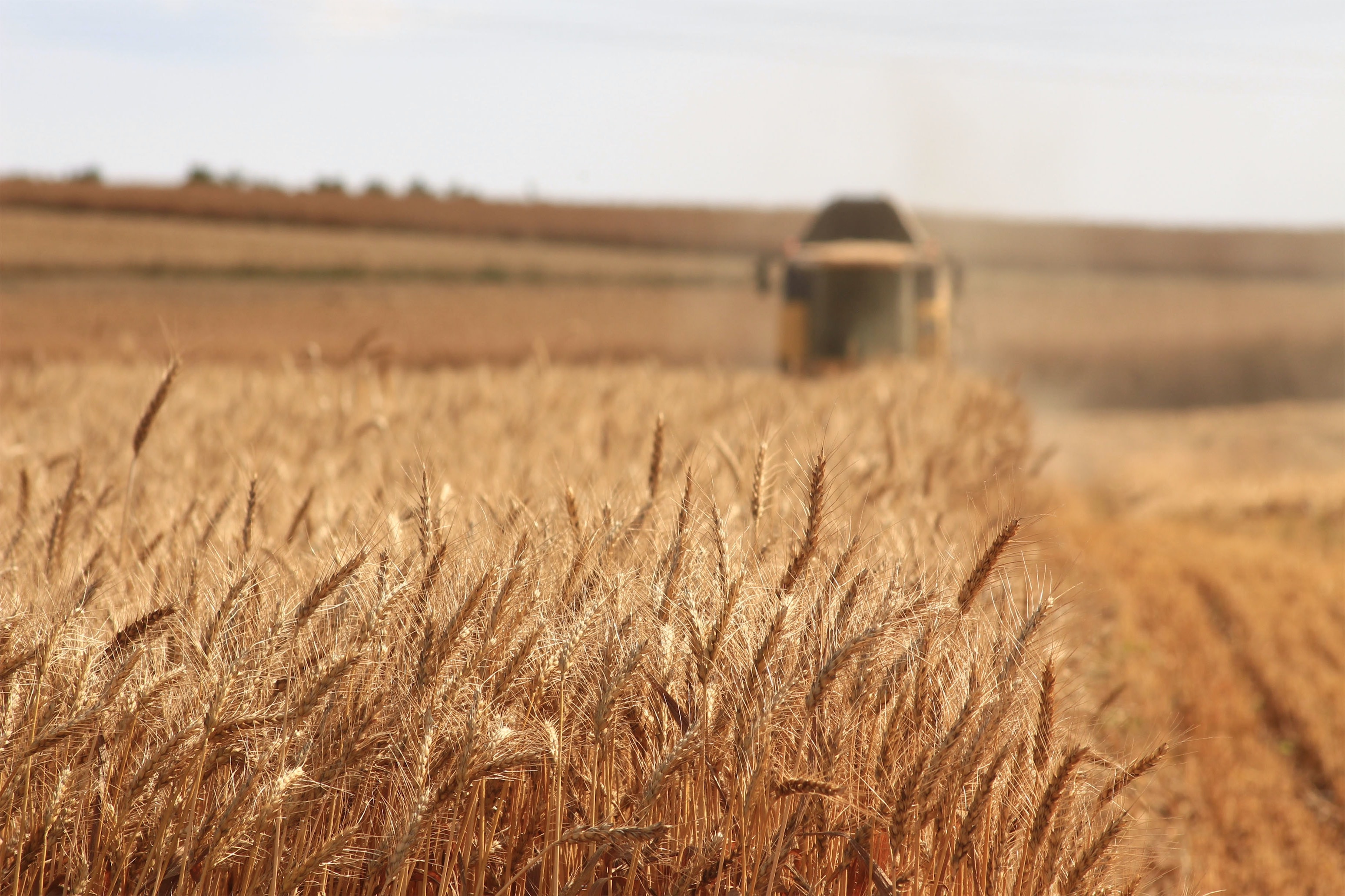 a field of wheat with a combine in the background